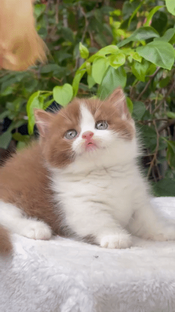 Mèo munchkin cinanom chân lùn, chân cao đực cái. Mua bán Mèo tại Thành phố Thủ Đức Tp Hồ Chí Minh được đăng bởi Âu Minh Huy hình 1