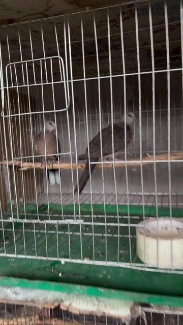 Chim Cu gáy Malai Nâu xám Khỏe mạnh. Mua bán Chim tại Huyện Bình Chánh Tp Hồ Chí Minh được đăng bởi Hữu hình 1