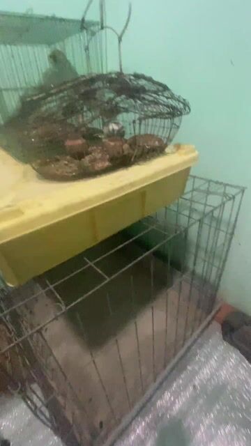 Chim Khoen mồi đã bãy được rất nhiều chim. Mua bán Chim tại Quận 6 Tp Hồ Chí Minh được đăng bởi Tu Thanh hình 1