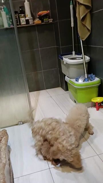 Poodle đẹp. Mua bán Chó tại Quận 3 Tp Hồ Chí Minh được đăng bởi Vin hình 1