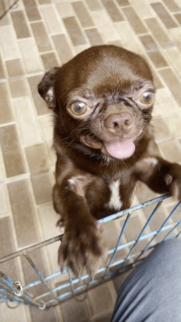 Chihuahua Socola F1 gen TRUNG QUỐC nhận phối giống. Mua bán Chó tại Huyện Châu Thành Tiền Giang được đăng bởi Lê Bảo Ngân hình 1