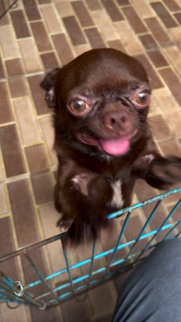 Chihuahua Socola F1 gen TRUNG QUỐC nhận phối giống. Mua bán Chó tại Huyện Châu Thành Tiền Giang được đăng bởi Lê Bảo Ngân hình 1