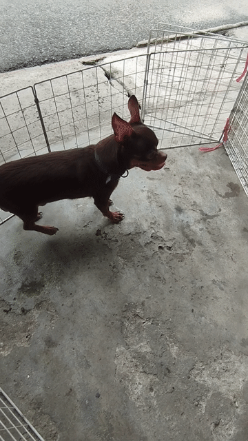 Chó Chihuahua đực trưởng thành . . Mua bán Chó tại Huyện Gò Dầu Tây Ninh được đăng bởi An Khuong Nguyen hình 1