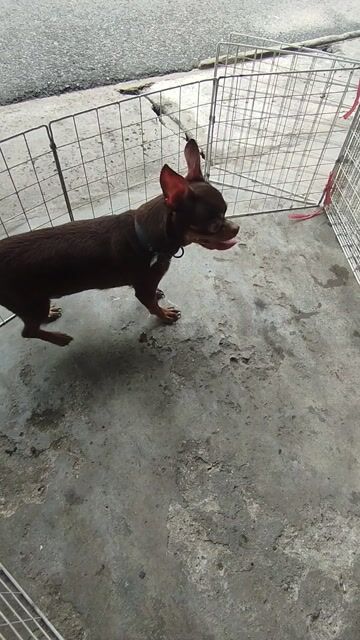 Chó Chihuahua đực trưởng thành . . Mua bán Chó tại Huyện Gò Dầu Tây Ninh được đăng bởi An Khuong Nguyen hình 1