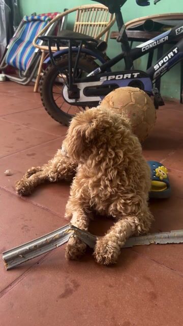 Chó Poodle Nâu vàng. Mua bán Chó tại Thành phố Buôn Ma Thuột Đắk Lắk được đăng bởi Tân hình 1