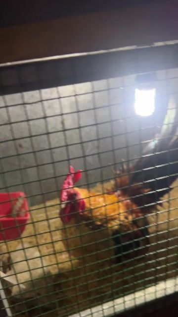 thanh lý lấy chuồng.. Mua bán Gà tại Thành phố Bạc Liêu Bạc Liêu được đăng bởi Duy Lâm hình 1