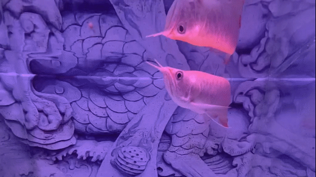 Ngân Long Albino Semi fafu. Mua bán Thú cưng khác tại Huyện Bình Chánh Tp Hồ Chí Minh được đăng bởi Hoàng Phúc hình 1