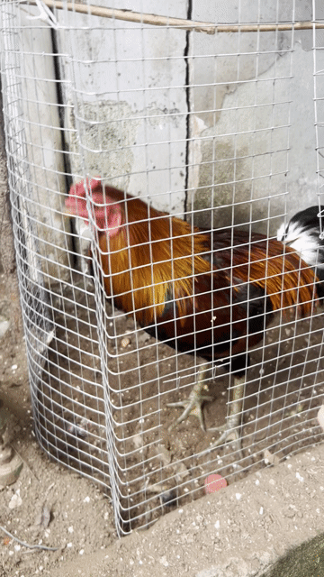 Gà tơ 1.65 kg. Mua bán Gà tại Thành phố Thủ Đức Tp Hồ Chí Minh được đăng bởi thế quốc  hình 1