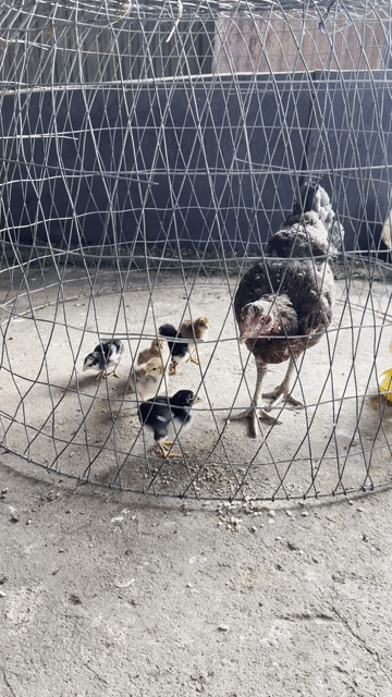 Bịp cú cả mẹ và con dòng bụng lưng. Mua bán Gà tại Quận Hoàng Mai Hà Nội được đăng bởi Gà Chọi Nam Việt hình 1