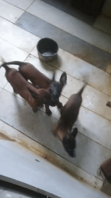 Chó Malinois Béc Bỉ Cái 75 ngày 1 mũi 7 bệnh. Mua bán Chó tại Huyện Hoài Đức Hà Nội được đăng bởi Lạc Lạc  hình 1