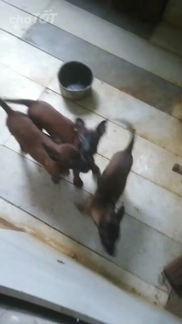 Chó Malinois Béc Bỉ Cái 75 ngày 1 mũi 7 bệnh. Mua bán Chó tại Huyện Hoài Đức Hà Nội được đăng bởi Lạc Lạc  hình 1