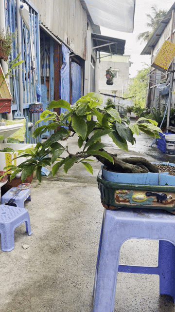 mai vàng bonsai để bàn. Mua bán Cây cảnh, đồ trang trí tại Quận Bình Thạnh Tp Hồ Chí Minh được đăng bởi phát hình 1