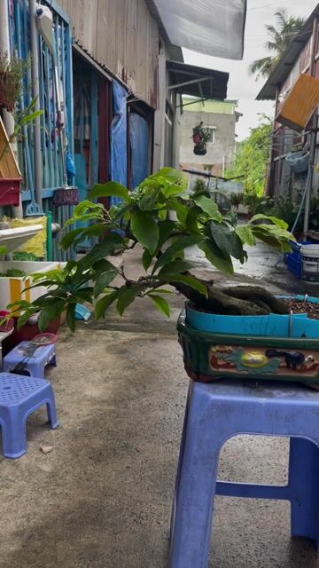 mai vàng bonsai để bàn. Mua bán Cây cảnh, đồ trang trí tại Quận Bình Thạnh Tp Hồ Chí Minh được đăng bởi phát hình 1