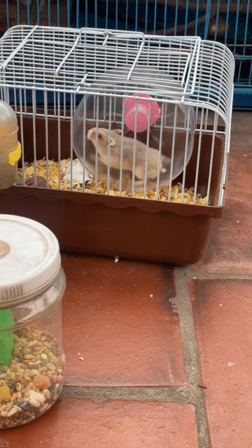 Chuột Hamster. Mua bán Thú cưng khác tại Huyện Đông Anh Hà Nội được đăng bởi A quyên hình 1