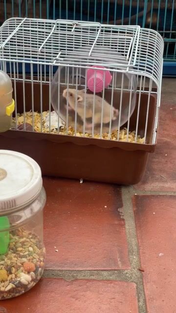 Chuột Hamster. Mua bán Thú cưng khác tại Huyện Đông Anh Hà Nội được đăng bởi A quyên hình 1