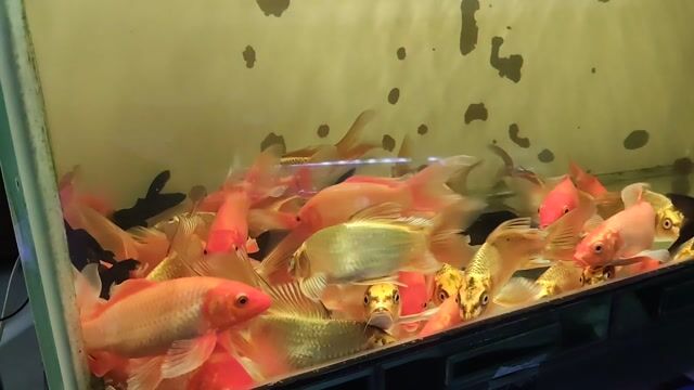 Cá chép phi tầng Đỏ vàng đen khỏe mạnh. Mua bán Thú cưng khác tại Thành phố Nha Trang Khánh Hòa được đăng bởi A My hình 1