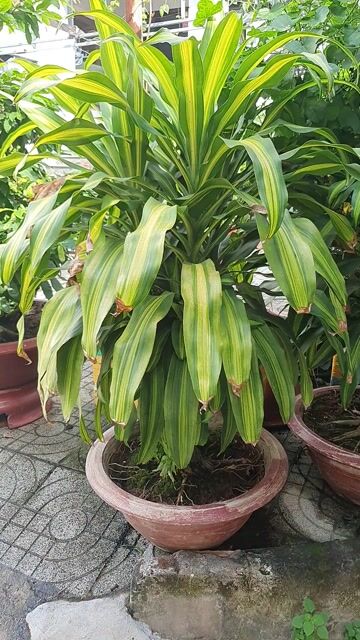 Cây Phát Tài Sọc Vàng Phong Thủy. Mua bán Cây cảnh, đồ trang trí tại Thành phố Thủ Đức Tp Hồ Chí Minh được đăng bởi vinhcaycanh hình 1