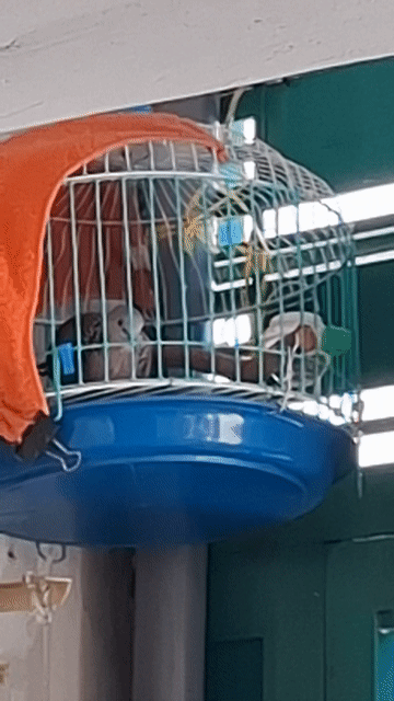 cả bộ cu gáy 400k đã gáy lai rai. Mua bán Chim tại Quận 3 Tp Hồ Chí Minh được đăng bởi Đặng thanh tuấn hình 1