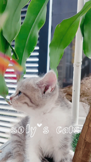 Mèo ALN silver tabby cực cưng. Mua bán Mèo tại Huyện Hóc Môn Tp Hồ Chí Minh được đăng bởi SOLY CATS hình 1