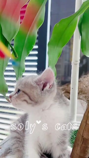 Mèo ALN silver tabby cực cưng. Mua bán Mèo tại Huyện Hóc Môn Tp Hồ Chí Minh được đăng bởi SOLY CATS hình 1