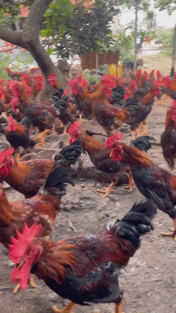 Gà HỒ ( LAI ĐÔNG TẢO ) 85K/KG. Mua bán Gà tại Thành phố Dĩ An Bình Dương được đăng bởi Vu Tho hình 1