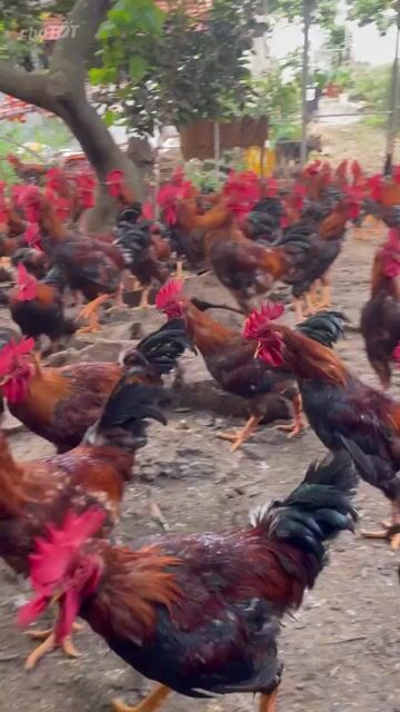 Gà HỒ ( LAI ĐÔNG TẢO ) 85K/KG. Mua bán Gà tại Thành phố Dĩ An Bình Dương được đăng bởi Vu Tho hình 1