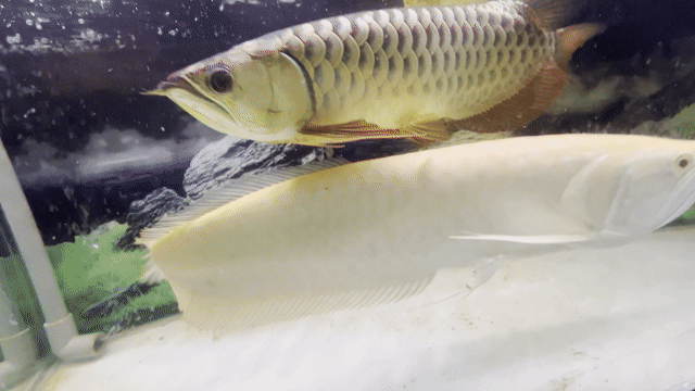 Ngân u60. Mua bán Thú cưng khác tại Huyện Nhà Bè Tp Hồ Chí Minh được đăng bởi Minh Thuận hình 1