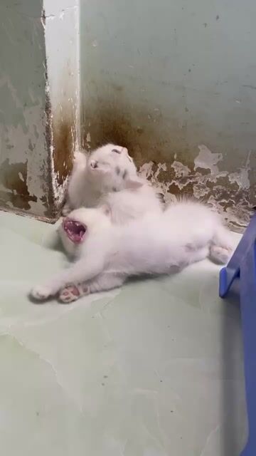 Mèo ALN 3 tháng Đen Trắng. Mua bán Mèo tại Huyện Bình Chánh Tp Hồ Chí Minh được đăng bởi Võ Hoàng Phi Yến hình 1