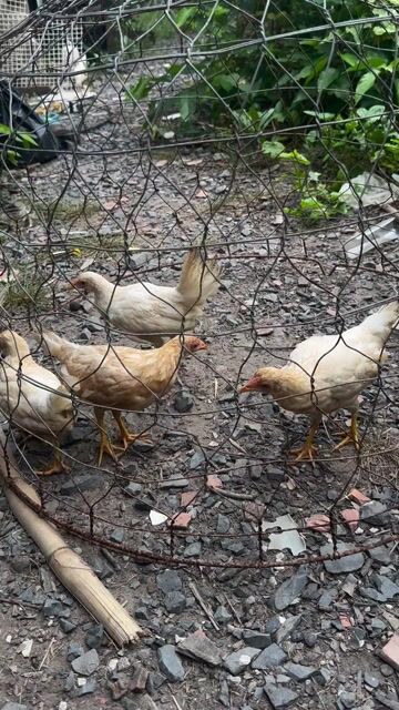 Gà mái tre Mỹ Kelso 3 tháng. Mua bán Gà tại Huyện Bến Lức Long An được đăng bởi Phong hình 1