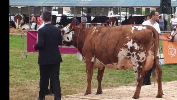 Préparation d'un Bovin de Concours
