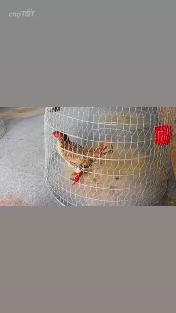 cán vuông vip, 2k2 trạng đẻ 2k3, lỗi cấn nhẹ lương. Mua bán Gà tại Huyện Mỏ Cày Bắc Bến Tre được đăng bởi Ling Gà Tuyển linggatuyen hình 1