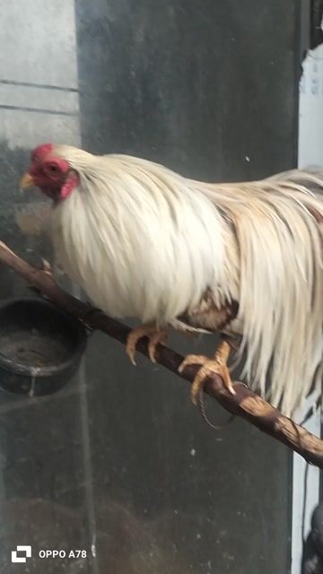 Gà trống giống lớn màu Trắng 1 năm tuổi. Mua bán Gà tại Quận Long Biên Hà Nội được đăng bởi Xoan Bui hình 1
