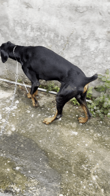 Chó Doberman Đực 30kg Đen vàng 1 tuổi. Mua bán Chó tại Thành phố Bến Tre Bến Tre được đăng bởi Tài hình 1