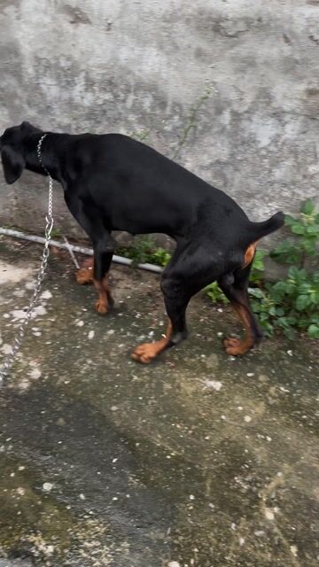 Chó Doberman Đực 30kg Đen vàng 1 tuổi. Mua bán Chó tại Thành phố Bến Tre Bến Tre được đăng bởi Tài hình 1