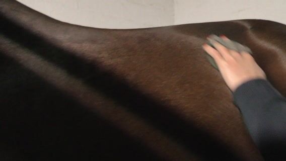 Le Groom, un métier de passion