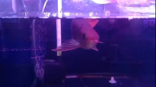 Hồng long INDO,16cm,râu dài,bodyđẹp như huyết long. Mua bán Thú cưng khác tại Quận Bình Tân Tp Hồ Chí Minh được đăng bởi Nam Long Farm hình 1