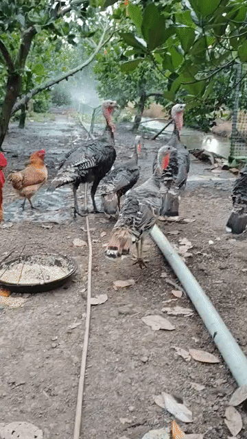 Gà tây trống màu Đen, Nâu. Mua bán Gà tại Huyện Tam Bình Vĩnh Long được đăng bởi Tran Truong hình 1