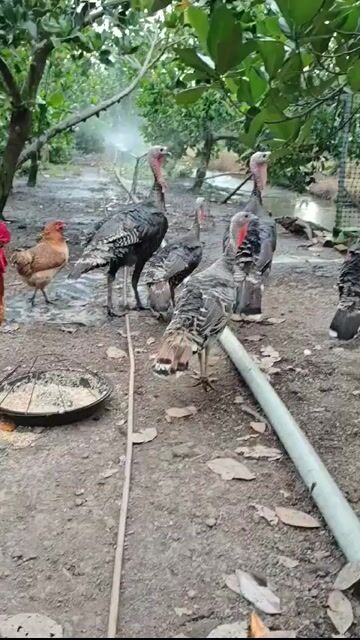 Gà tây trống màu Đen, Nâu. Mua bán Gà tại Huyện Tam Bình Vĩnh Long được đăng bởi Tran Truong hình 1