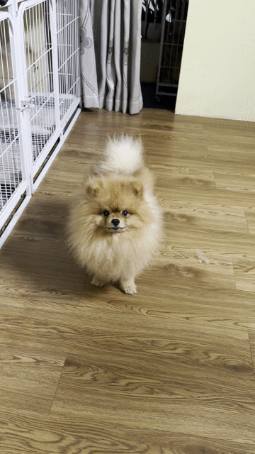 Chó Phốc Sóc Pomeranian đực màu Nâu vàng. Mua bán Chó tại Quận Gò Vấp Tp Hồ Chí Minh được đăng bởi Trần Phúc hình 1