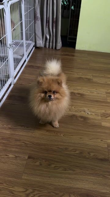 Chó Phốc Sóc Pomeranian đực màu Nâu vàng. Mua bán Chó tại Quận Gò Vấp Tp Hồ Chí Minh được đăng bởi Trần Phúc hình 1