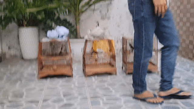 gl gà đòn 3kg. Mua bán Gà tại Quận Tân Phú Tp Hồ Chí Minh được đăng bởi Liêm hình 1