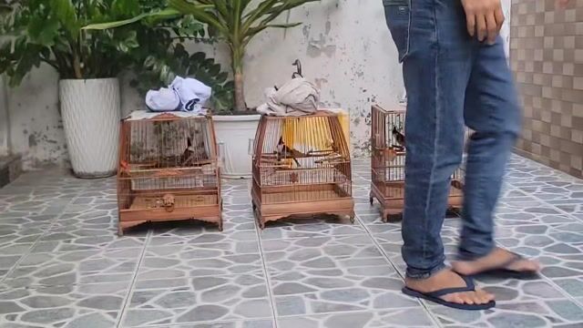 gl gà đòn 3kg. Mua bán Gà tại Quận Tân Phú Tp Hồ Chí Minh được đăng bởi Liêm hình 1