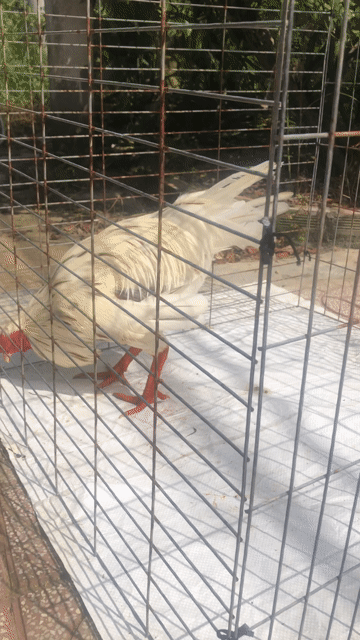 Gà chọi Trắng Đực 2.8kg. Mua bán Gà tại Quận Cái Răng Cần Thơ được đăng bởi lpl hình 1