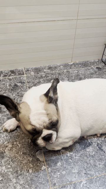 Bull Pháp. Mua bán Chó tại Huyện Bình Chánh Tp Hồ Chí Minh được đăng bởi Tô Tùng hình 1