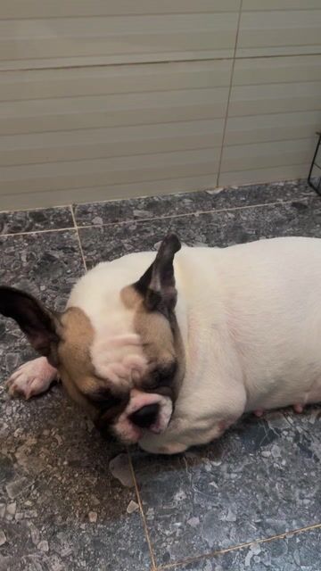 Bull Pháp. Mua bán Chó tại Huyện Bình Chánh Tp Hồ Chí Minh được đăng bởi Tô Tùng hình 1