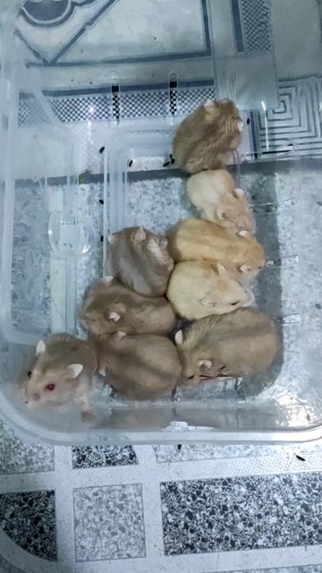 Chuột Hamster mắt đỏ nhà nuôi cần pass bớt. Mua bán Thú cưng khác tại Quận Tân Phú Tp Hồ Chí Minh được đăng bởi nguyen hình 1