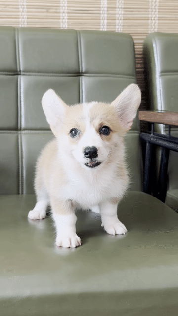 Chó Corgi Vàng trắng 2 tháng Đà Nẵng. Mua bán Chó tại Quận Thanh Khê Đà Nẵng được đăng bởi Thy Thy hình 1