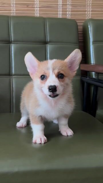 Chó Corgi Vàng trắng 2 tháng Đà Nẵng. Mua bán Chó tại Quận Thanh Khê Đà Nẵng được đăng bởi Thy Thy hình 1