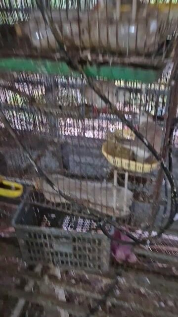 Bồ câu Gà Mỹ đỏ,vàng rơm. Mua bán Chim tại Thành phố Cao Lãnh Đồng Tháp được đăng bởi Hung Huynh hình 1