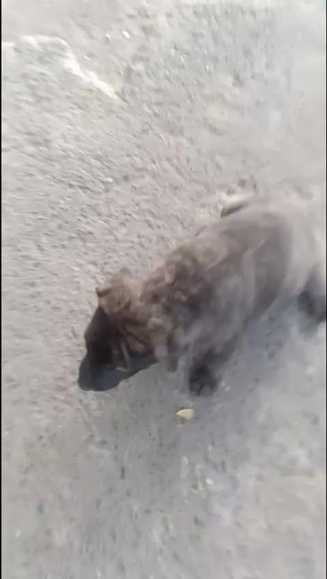 Chó Vện lai. Mua bán Chó tại Huyện Hóc Môn Tp Hồ Chí Minh được đăng bởi my my hình 1